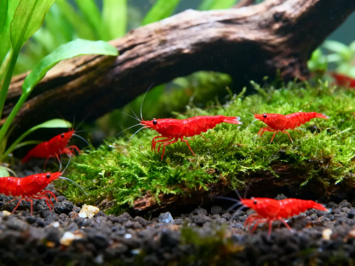 Krewetki Red Cherry na mchu i korzeniach w akwarium